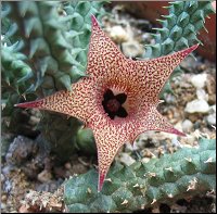 Huernia echidnopsioides